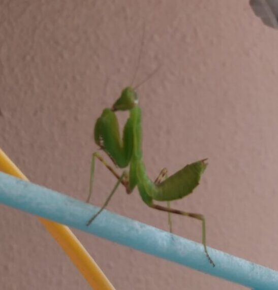 カマキリの赤ちゃん