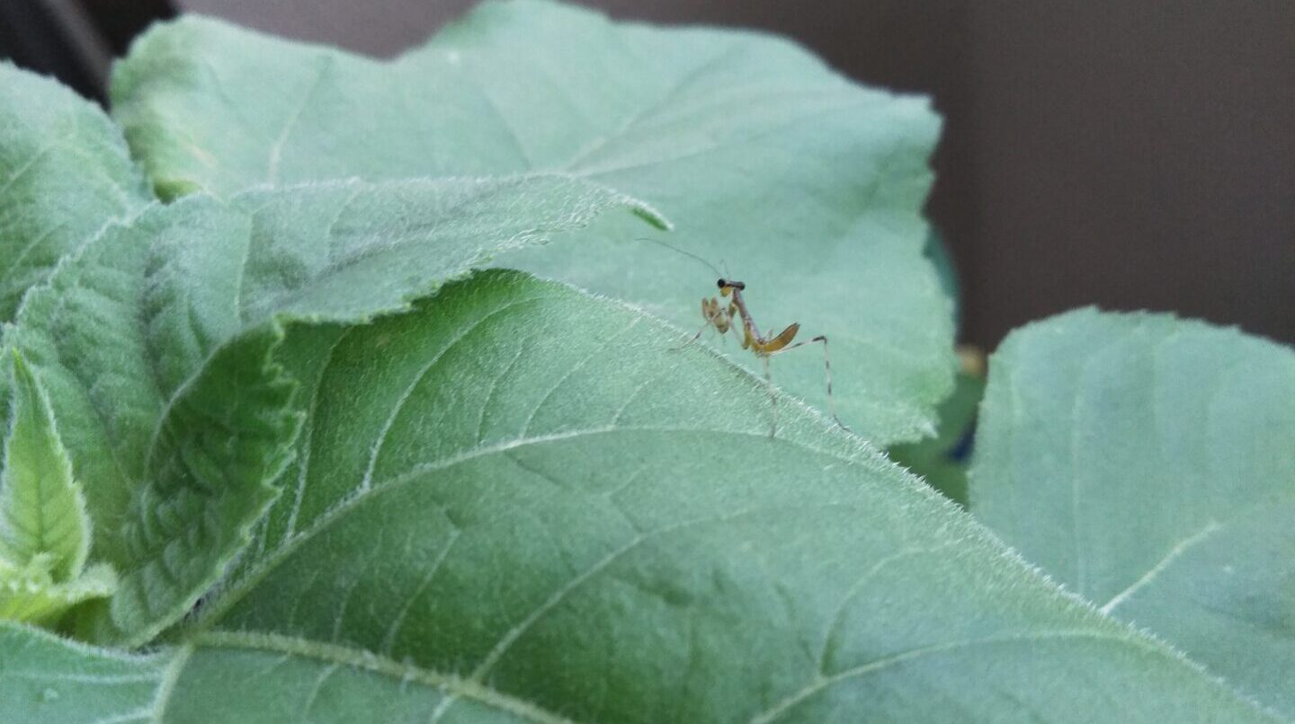 カマキリ